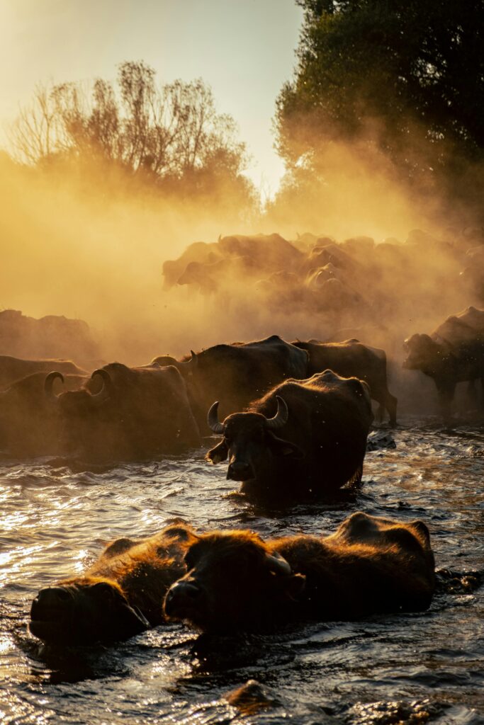 Wildebeest migration